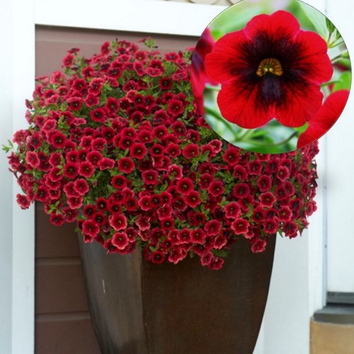 Calibrachoa SUPERBELLS 'Pomegranate Punch' - Puispetuunia SUPERBELLS 'Pomegranate Punch' 